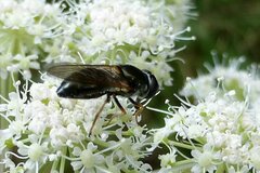 Cheilosia scutellata