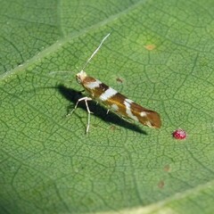 Argyresthia goedartella