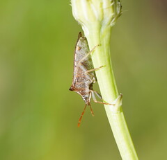 Oechalia schellenbergii