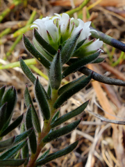Euchaetis diosmoides