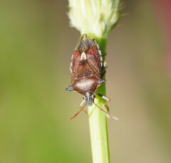 Oechalia schellenbergii