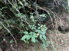 Rosa transmorrisonensis