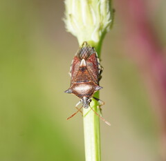 Oechalia schellenbergii