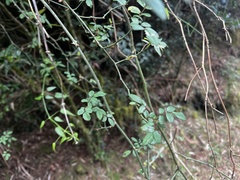 Rosa transmorrisonensis