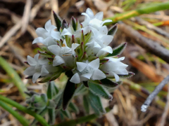 Euchaetis diosmoides