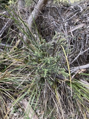 Leptospermum lanigerum