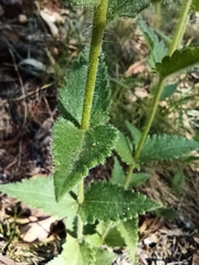 Chromolaena hirsuta