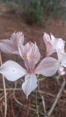 Alstroemeria hookeri