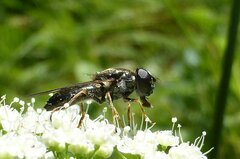Cheilosia scutellata