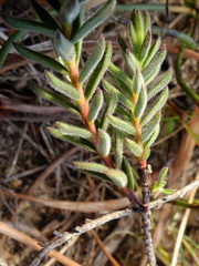 Euchaetis diosmoides