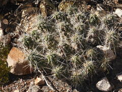 Echinocereus enneacanthus enneacanthus