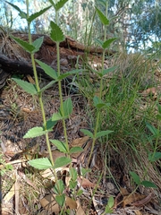 Chromolaena hirsuta