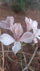 Alstroemeria hookeri