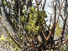 Phoradendron leucarpum