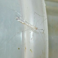 Empicoris vagabundus