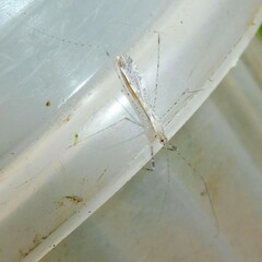 Empicoris vagabundus