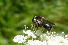 Cheilosia scutellata