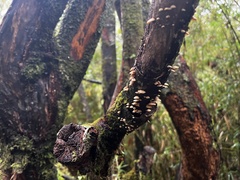 Panellus pusillus