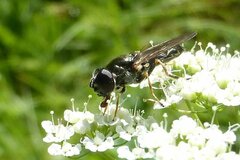 Cheilosia scutellata