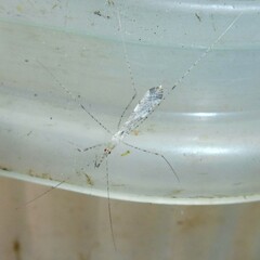 Empicoris vagabundus