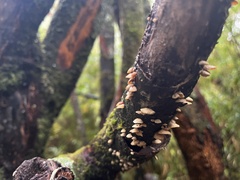 Panellus pusillus