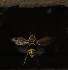 Pachodynerus nasidens