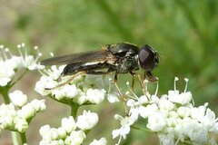 Cheilosia scutellata
