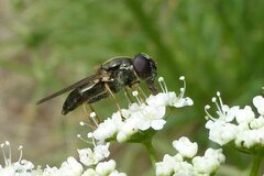 Cheilosia scutellata