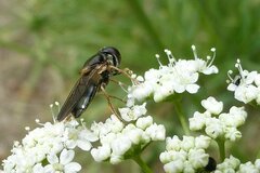 Cheilosia scutellata