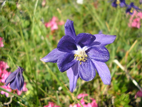 Image of Aquilegia einseleana by (c) Bob, some rights reserved (CC BY)