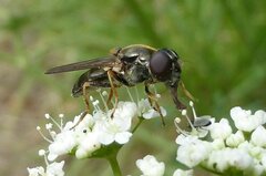 Cheilosia scutellata