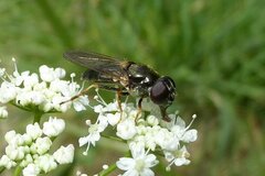 Cheilosia scutellata
