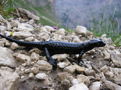 Salamandra atra atra