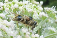 Cheilosia illustrata