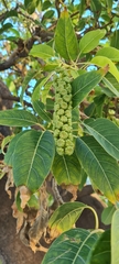Phytolacca dioica