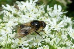Cheilosia illustrata