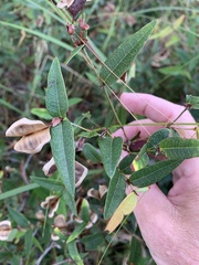 Platylobium parviflorum