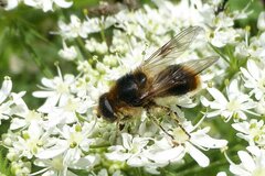 Cheilosia illustrata
