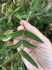Platylobium parviflorum