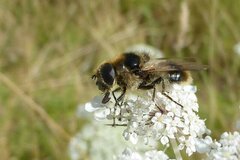 Cheilosia illustrata