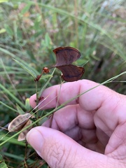 Platylobium parviflorum