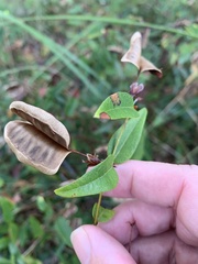 Platylobium parviflorum
