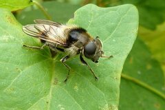 Cheilosia illustrata