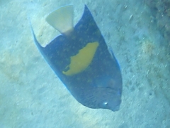 Pomacanthus maculosus