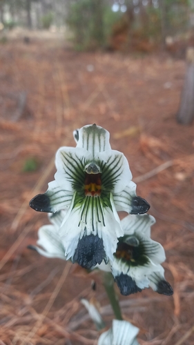 Image of Chloraea bletioides by (c) Álvaro Parra Valdivia, some rights reserved (CC BY)