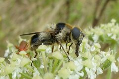Cheilosia illustrata