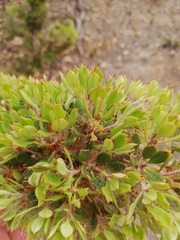 Hakea ruscifolia