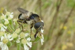 Cheilosia illustrata
