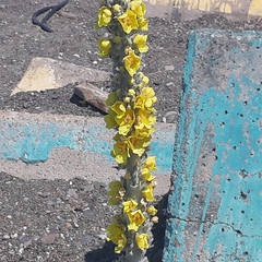 Verbascum gnaphalodes