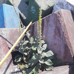 Verbascum gnaphalodes
